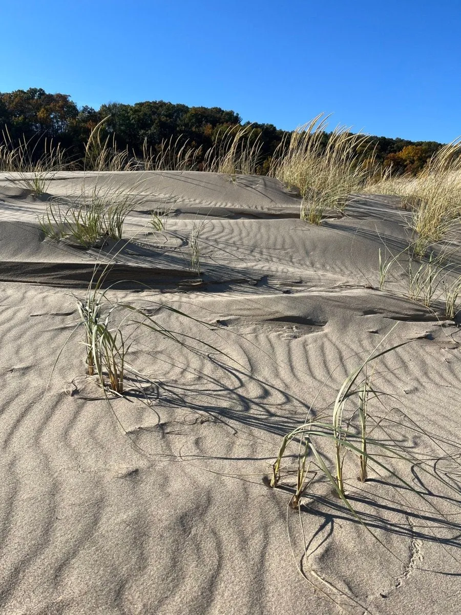 Miiken Dunes Hoops