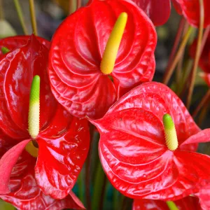 Wholesale  Anthurium